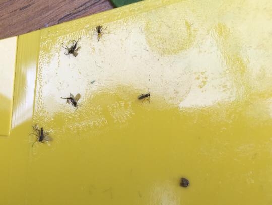 How to get rid of fungus gnats — Plant Care Tips and More · La