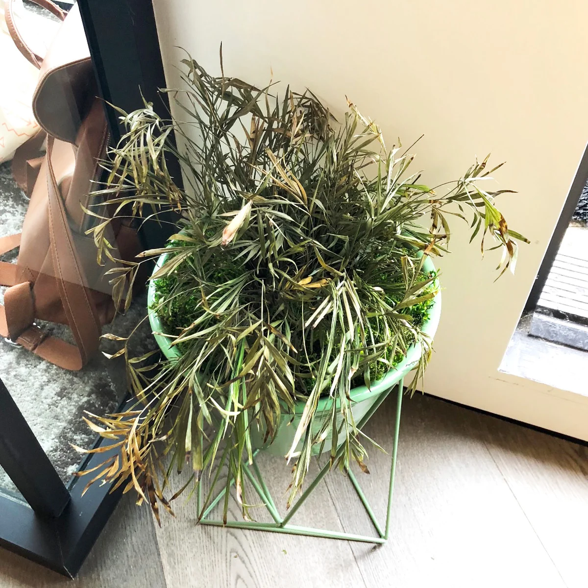 Sad Parlor Palm