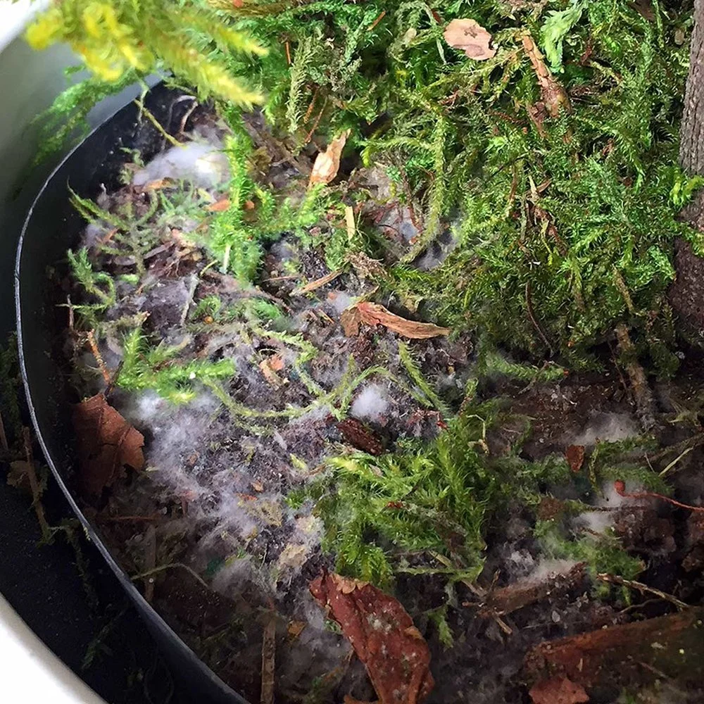 Plant Care Tips and More Practical Plant Care and Stories About Home