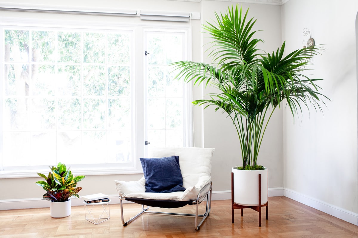 Kentia-Palm.jpg