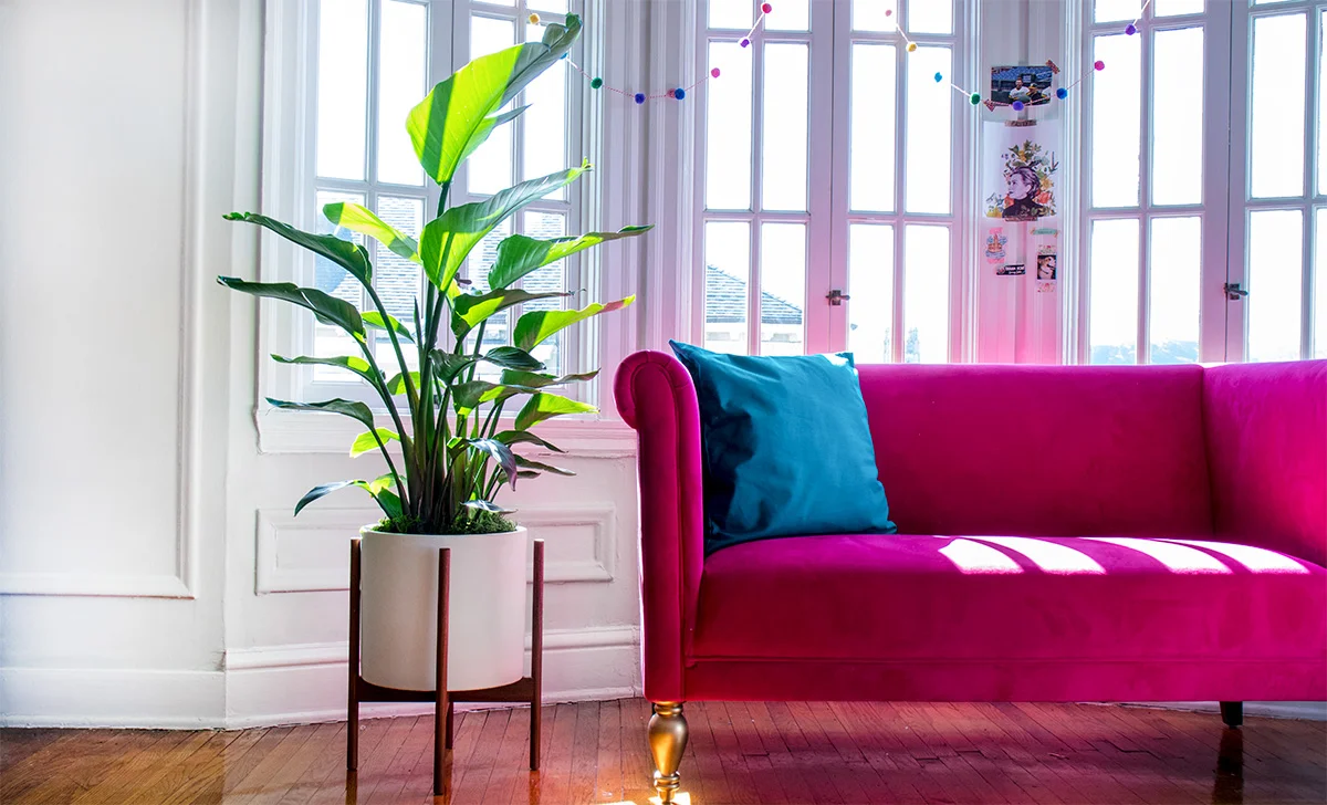 Jayme picked a Bird of Paradise as a larger plant that would do well with the bright light in her room.
