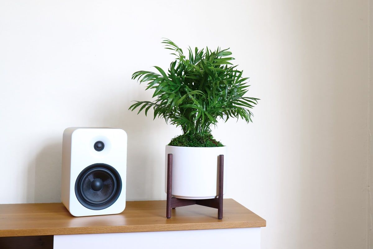 parlorpalm2.jpg
