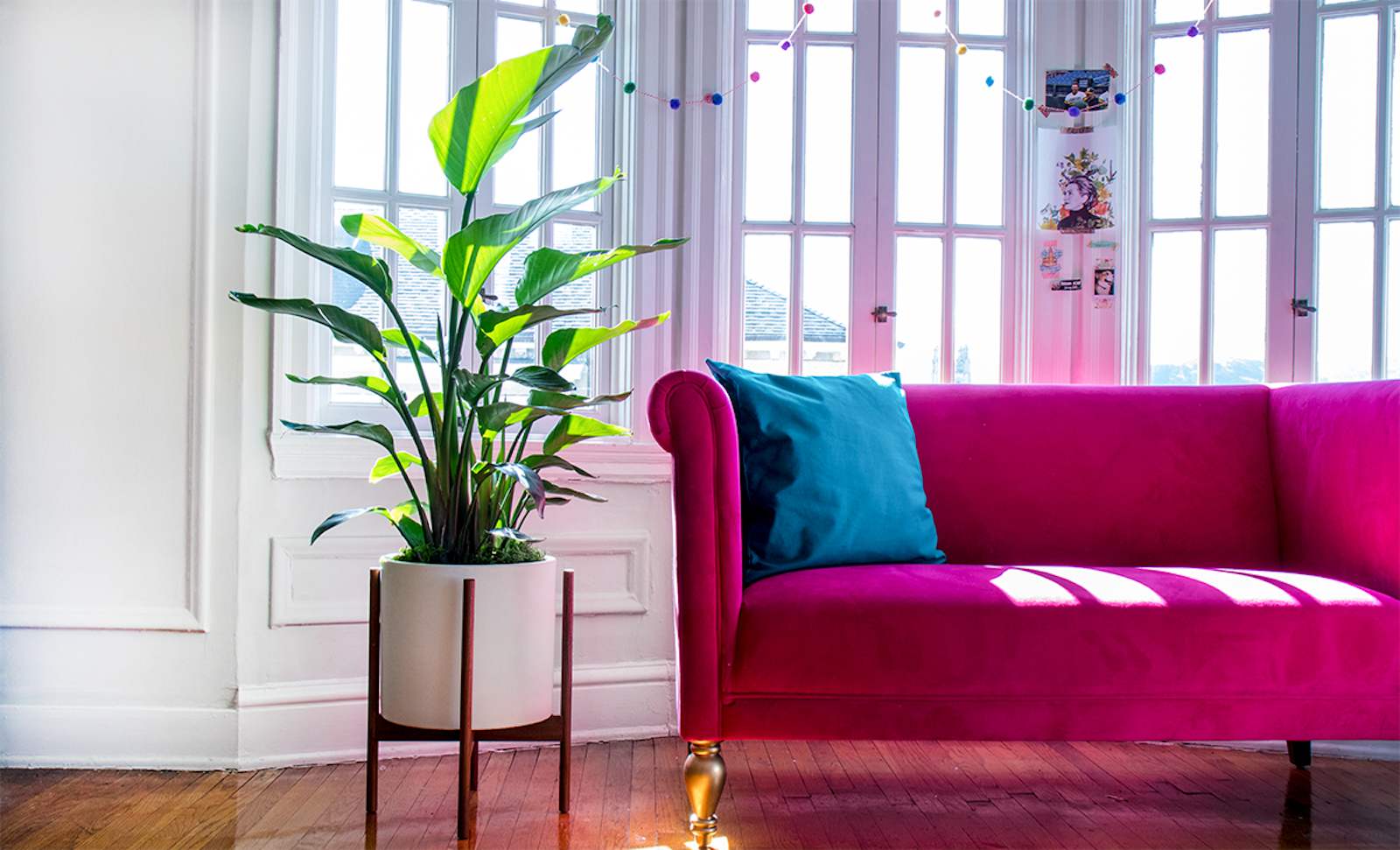 The Bird of Paradise does not mind plenty of direct sunlight, but this is not the case for most indoor plants!