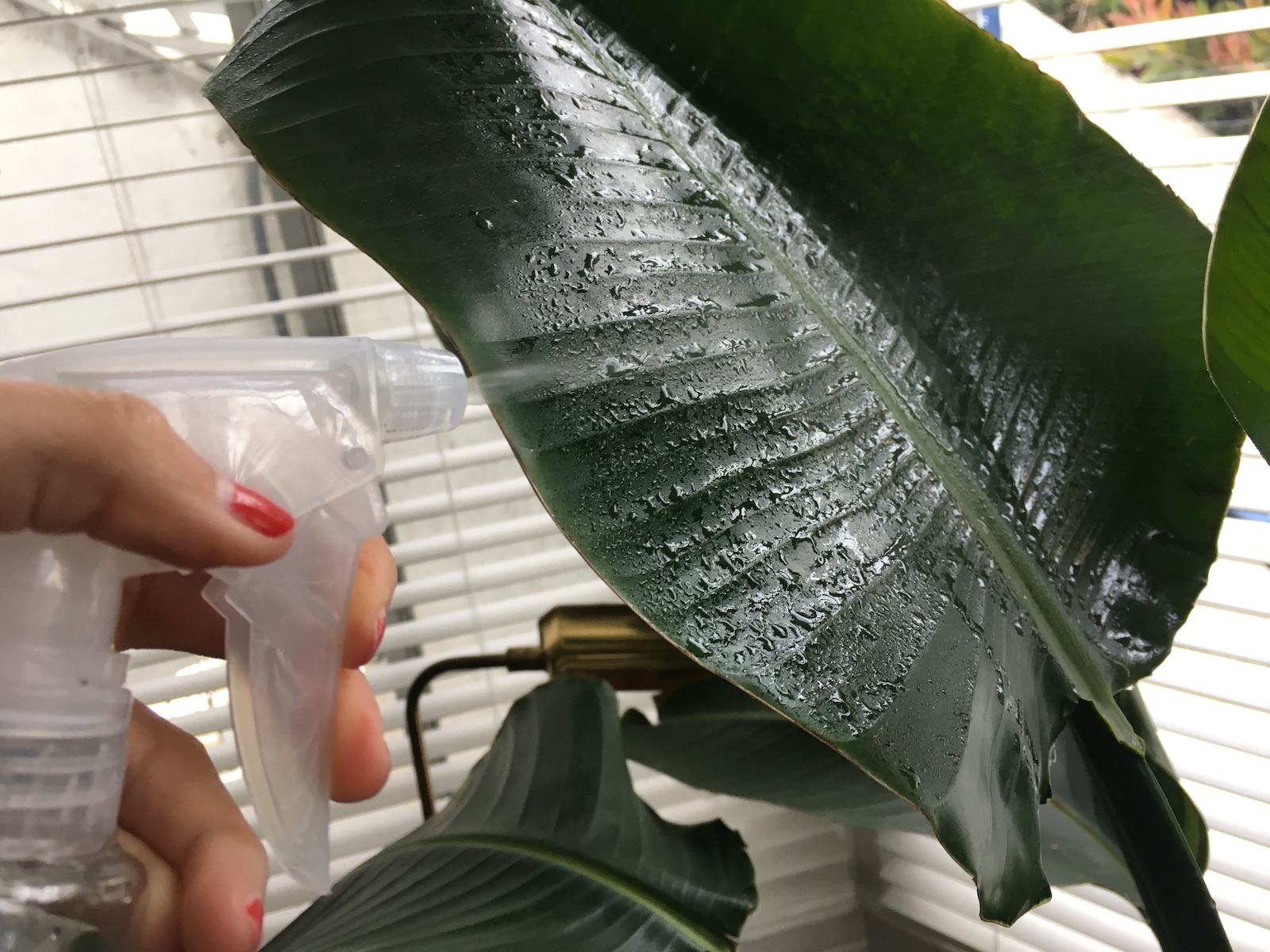 Summer Plant Care Tips 5 Ways To Help Your Plants Thrive This Summer