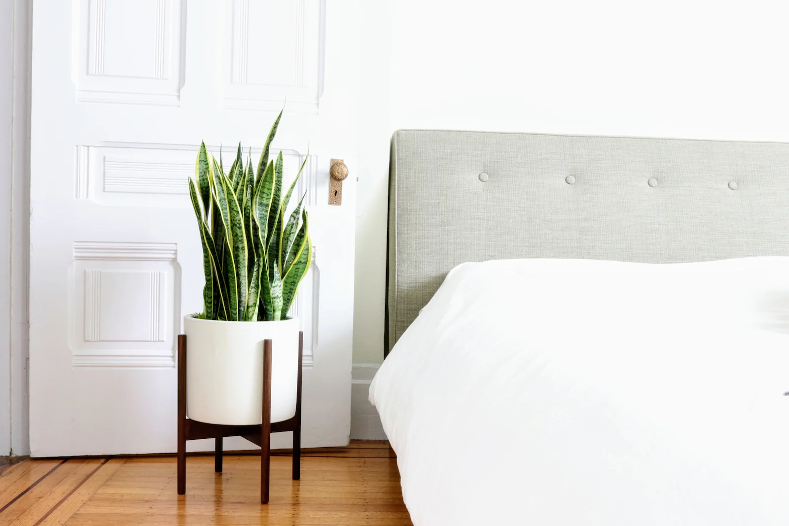 snake plant for bedroom