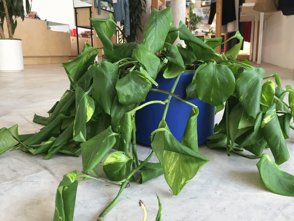 Before and after of Pothos being watered