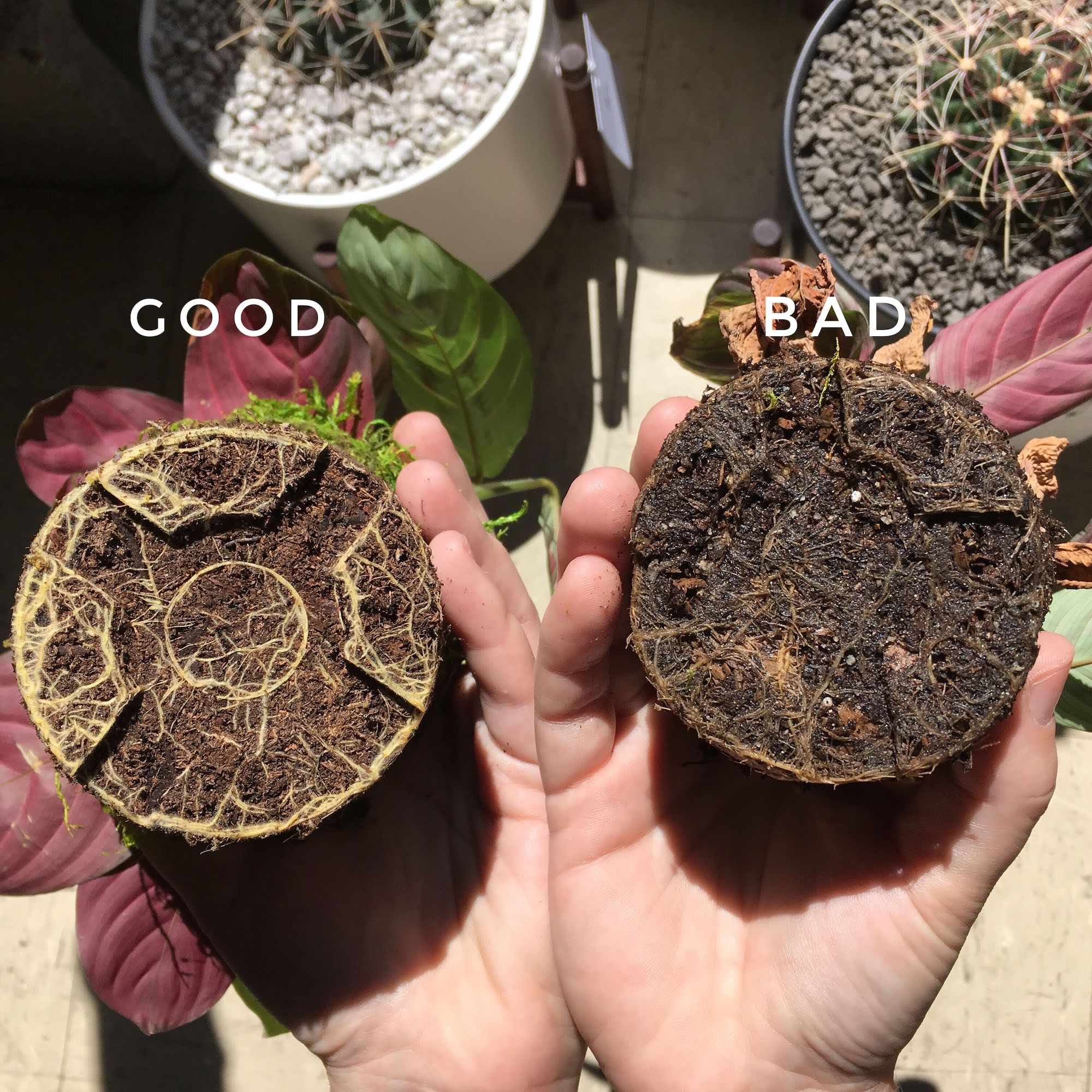 Drainage holes for indoor pots: What you need to know. - The Plant Runner