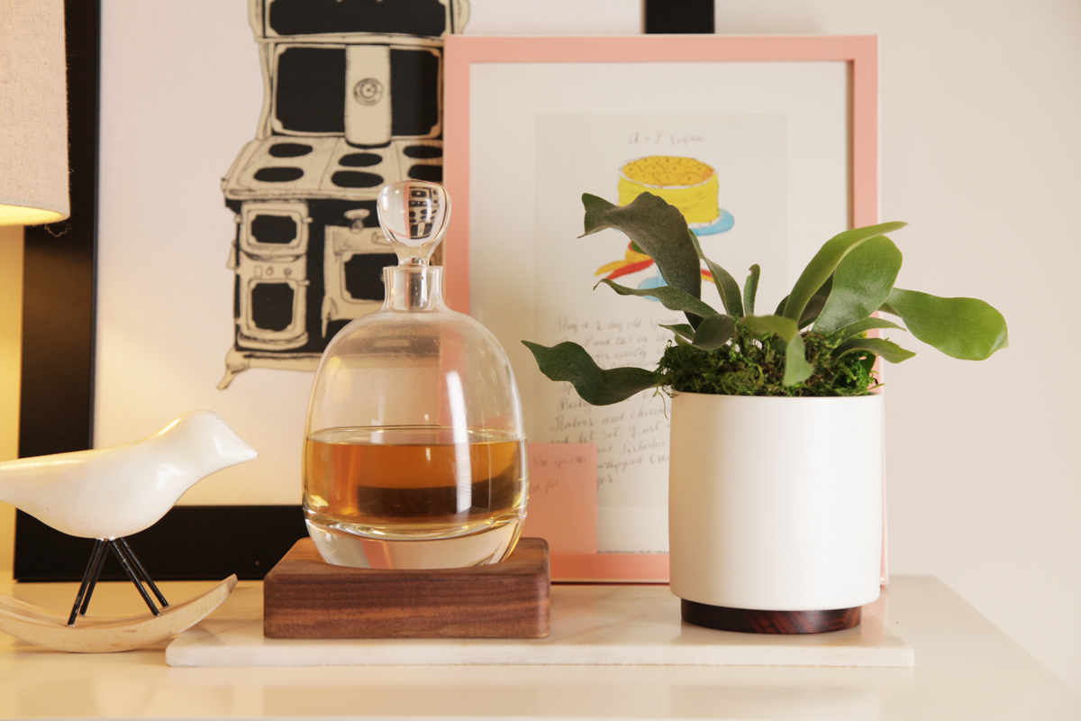 tash-staghorn-fern.jpg