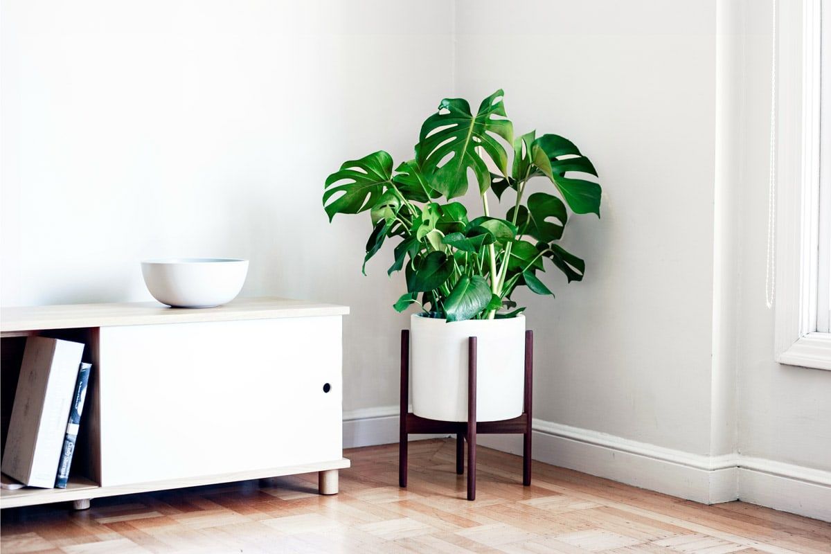 monstera.jpg
