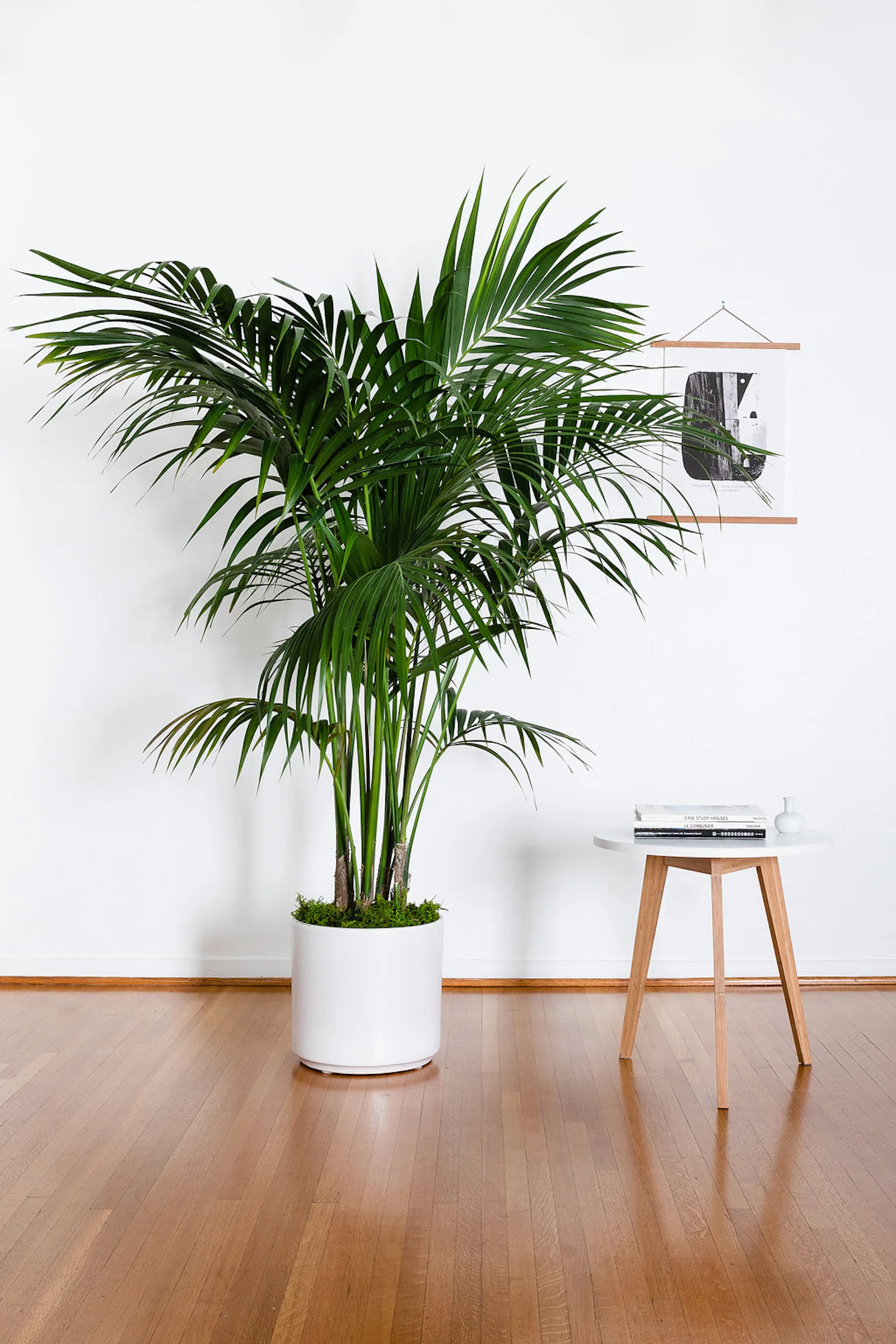 The best air-purifying plants for the workplace.