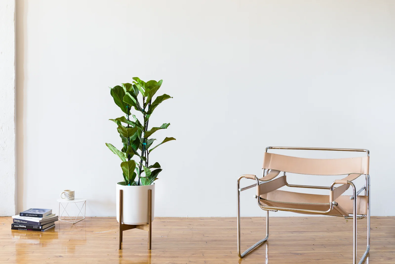 The Fiddle Leaf Fig is one of the most popular office plants for its sheer beauty.