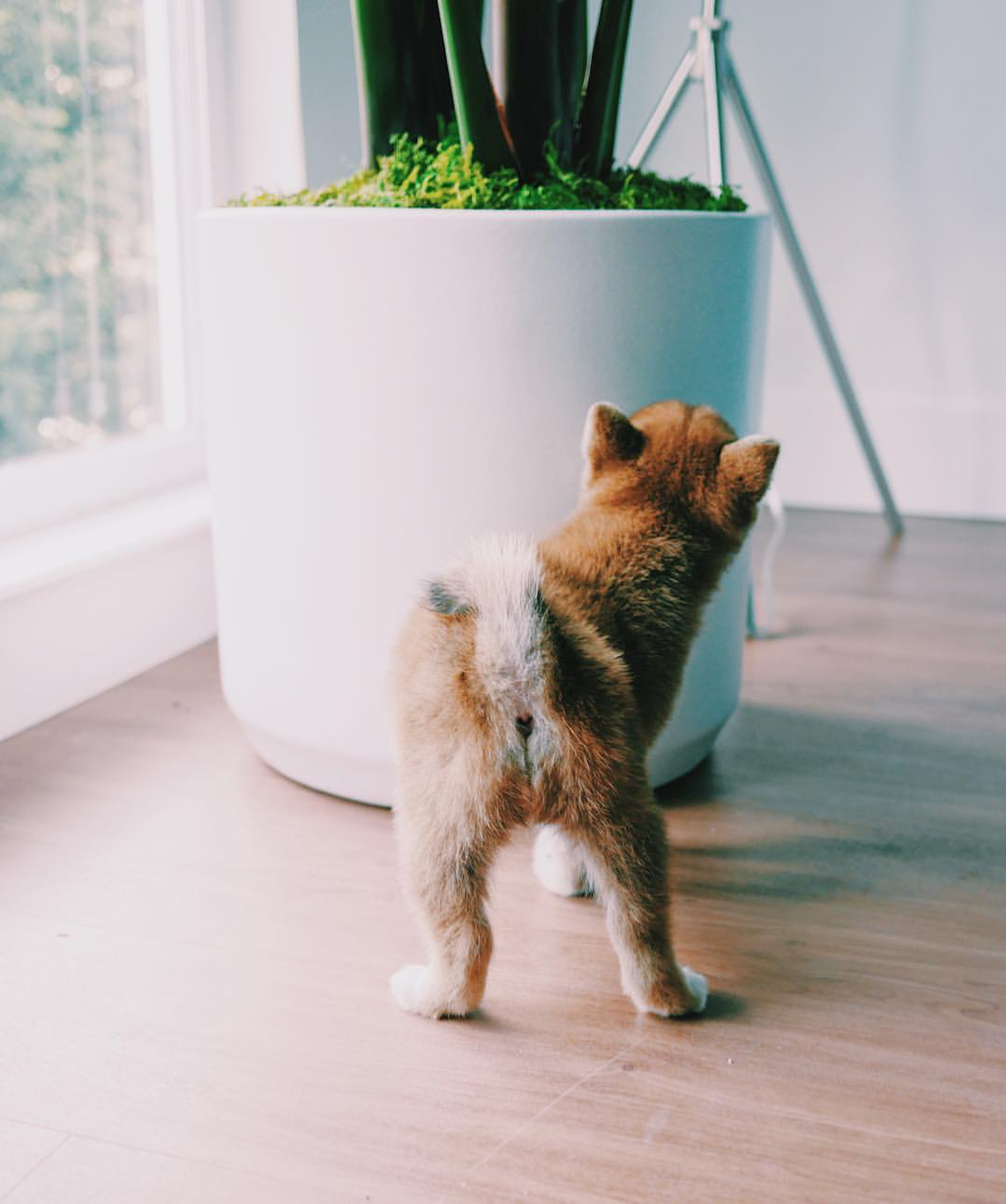 Our favorite pet-friendly plants, including air-purifiers and low-light options! Photo credit: @mintlodica