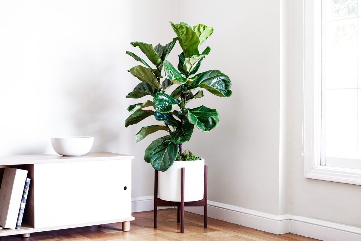 fiddleleaffigbush.jpg