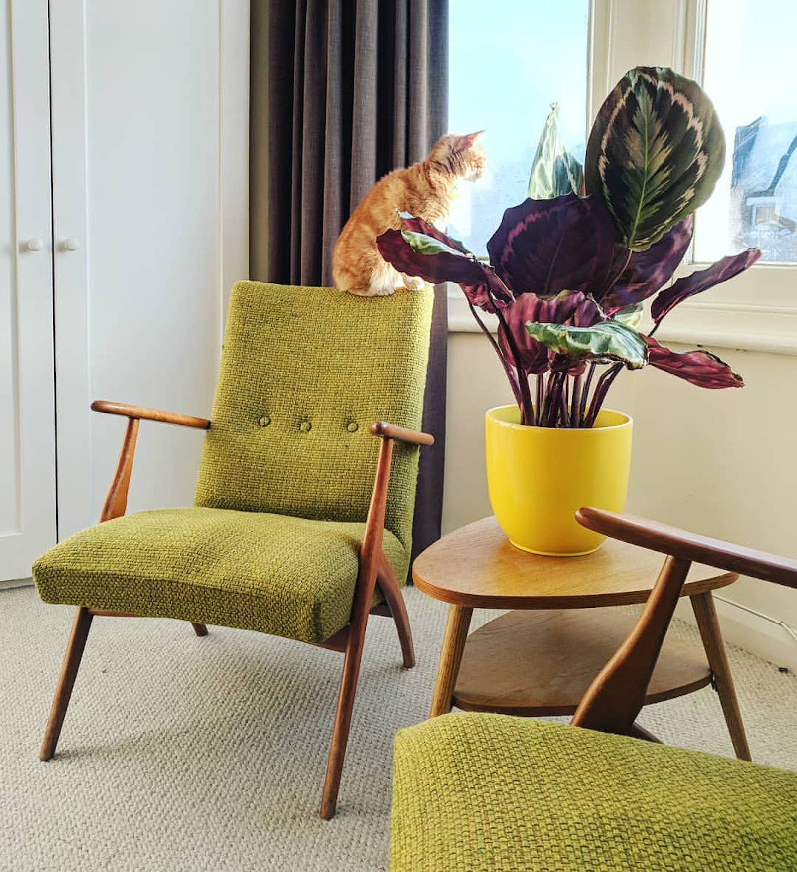 The beautiful Calathea Medallion , colorful itself, in a bright yellow planter. Photo credit: @modern_botanic