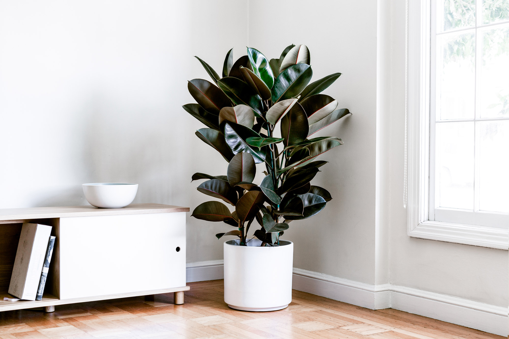 rubber-tree-white.jpg