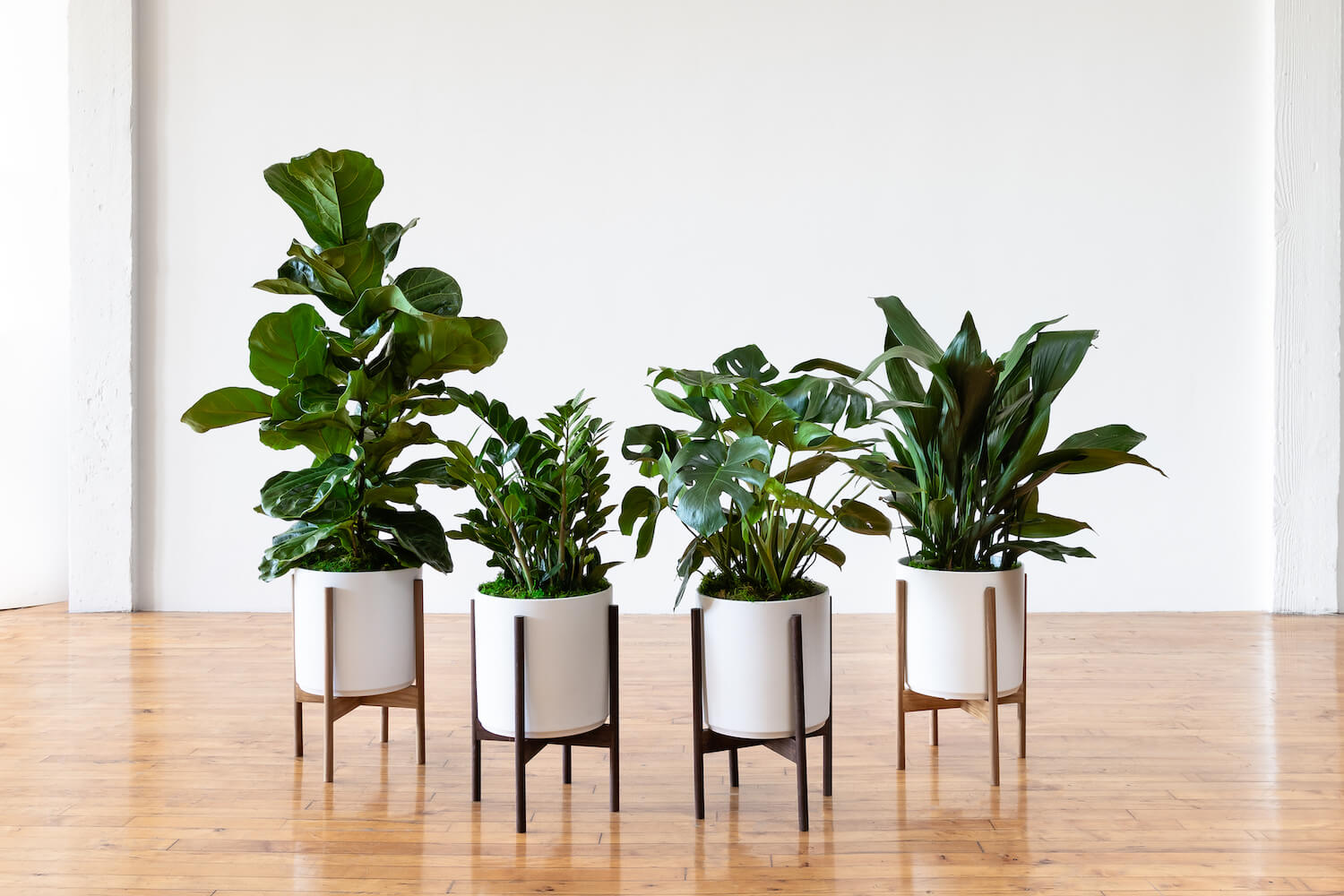 Large Indoor Plants: Now Shipping Nationwide! — La Résidence · Plant