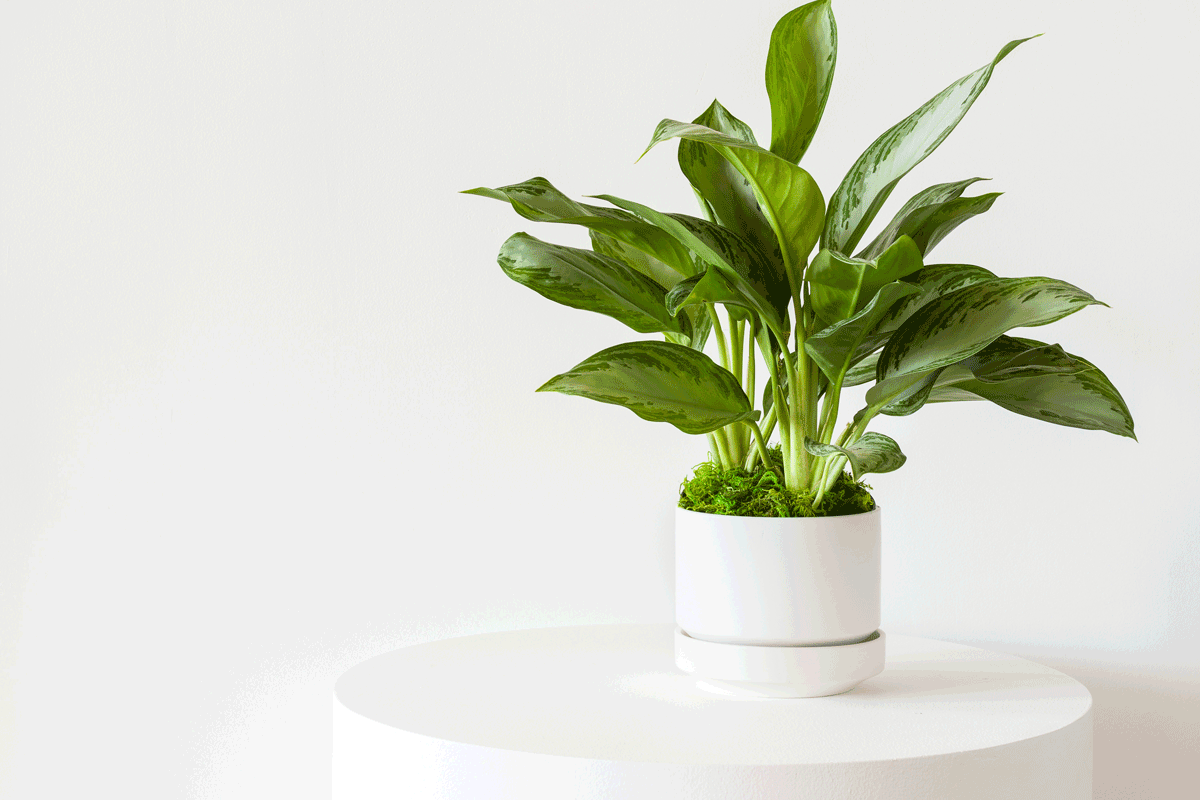 Shop our Scandinavian ceramic design with free shipping nationwide!
