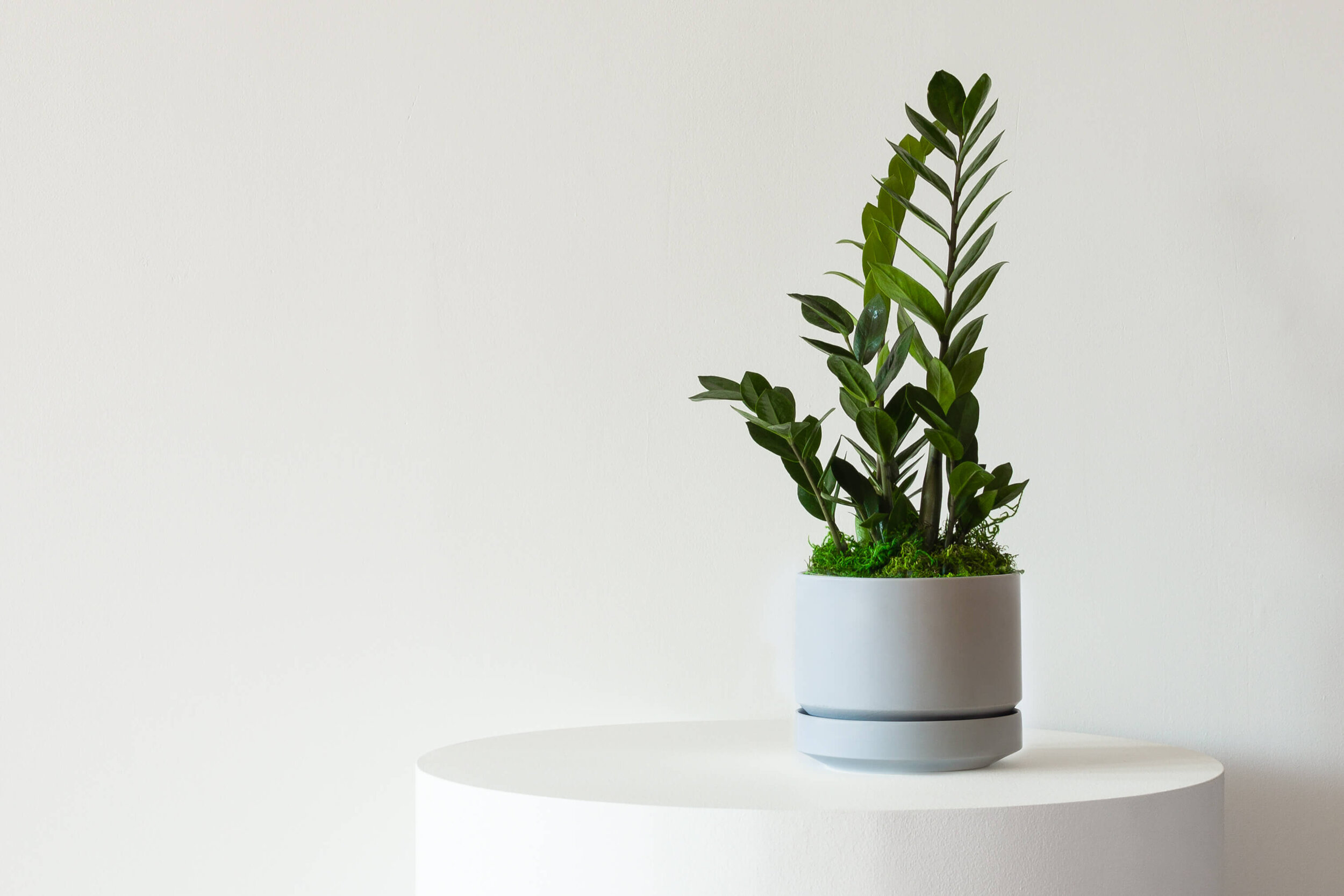 leaon-and-george-grey-pot- (1).jpg