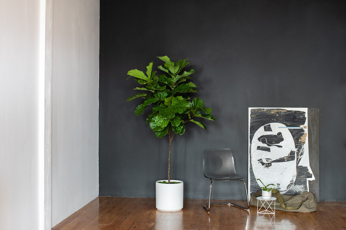 Fall interior design trends in 2019: it’s all about the black! Pictured here the gorgeous Fiddle Leaf Fig Tree in a matte white cylinder ceramic.