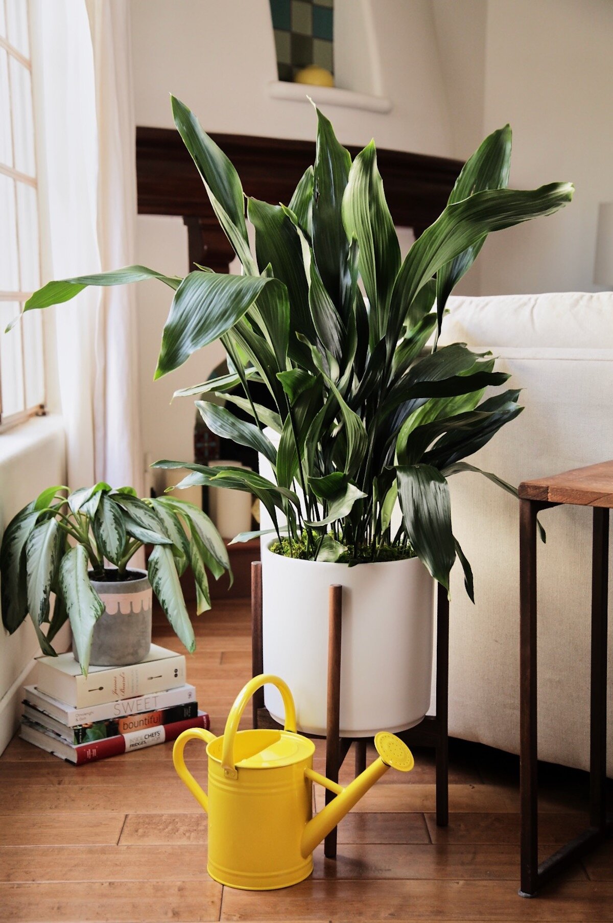 The Silver Evergreen (left) and Cast Iron (right)