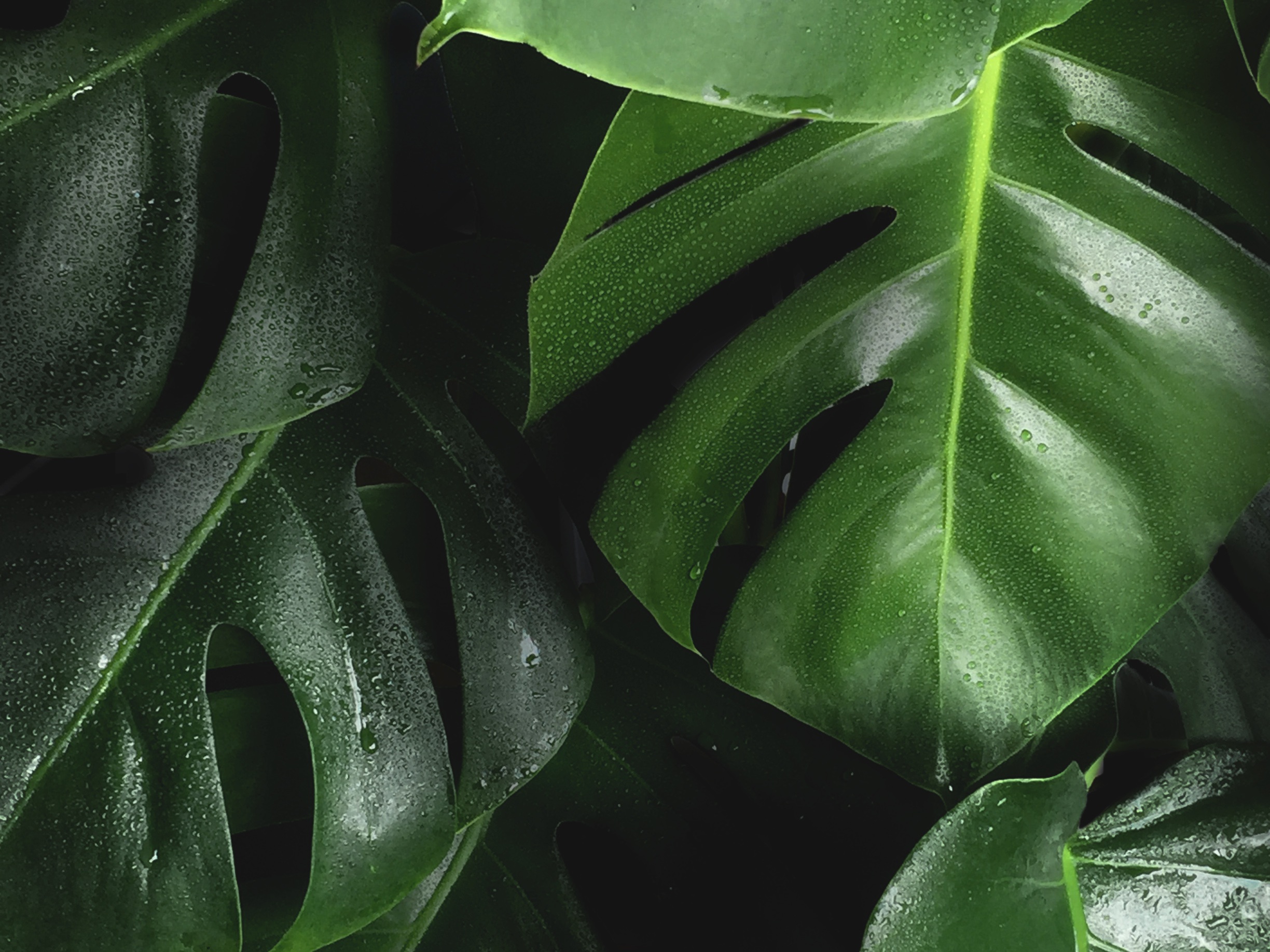 Alive and thriving, yes. But do plants feel pain? Pictured: the Monstera Deliciosa .