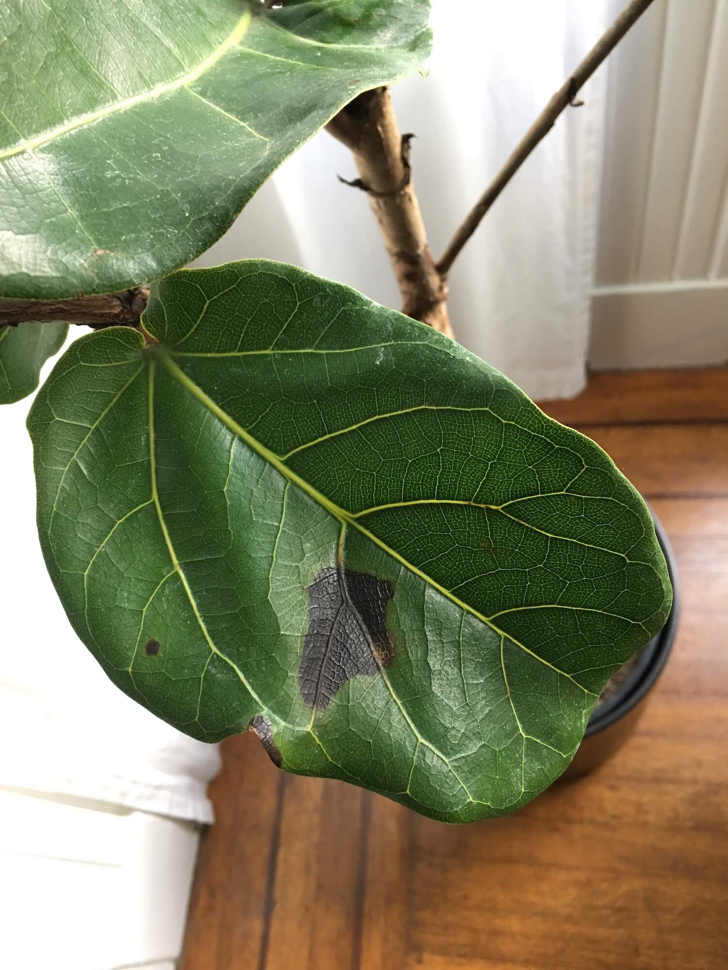 When to be Concerned about Brown Leaves on Your Tree