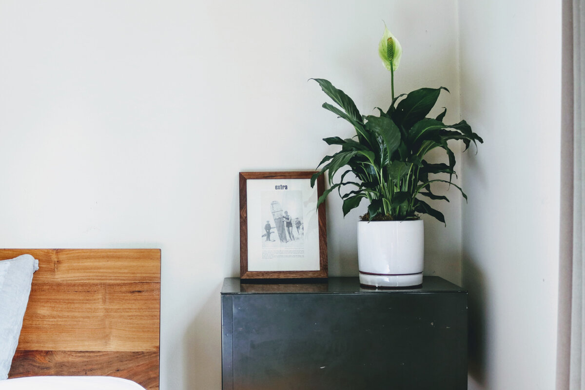 A Brief History Of Houseplants