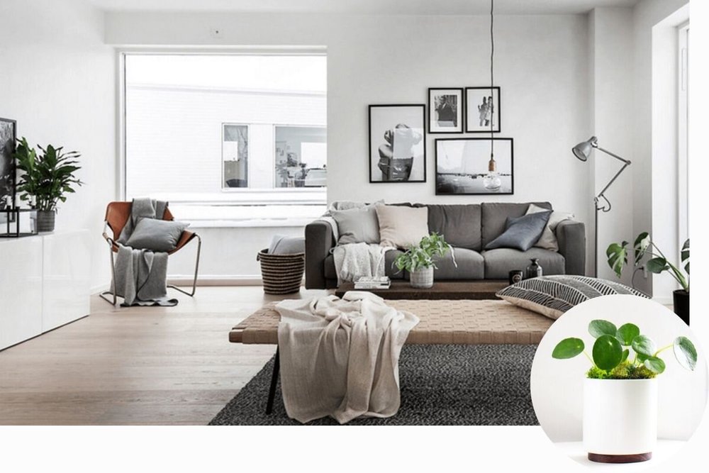10 Living Room Styles And The Plants That Go With them — Plant Care ...