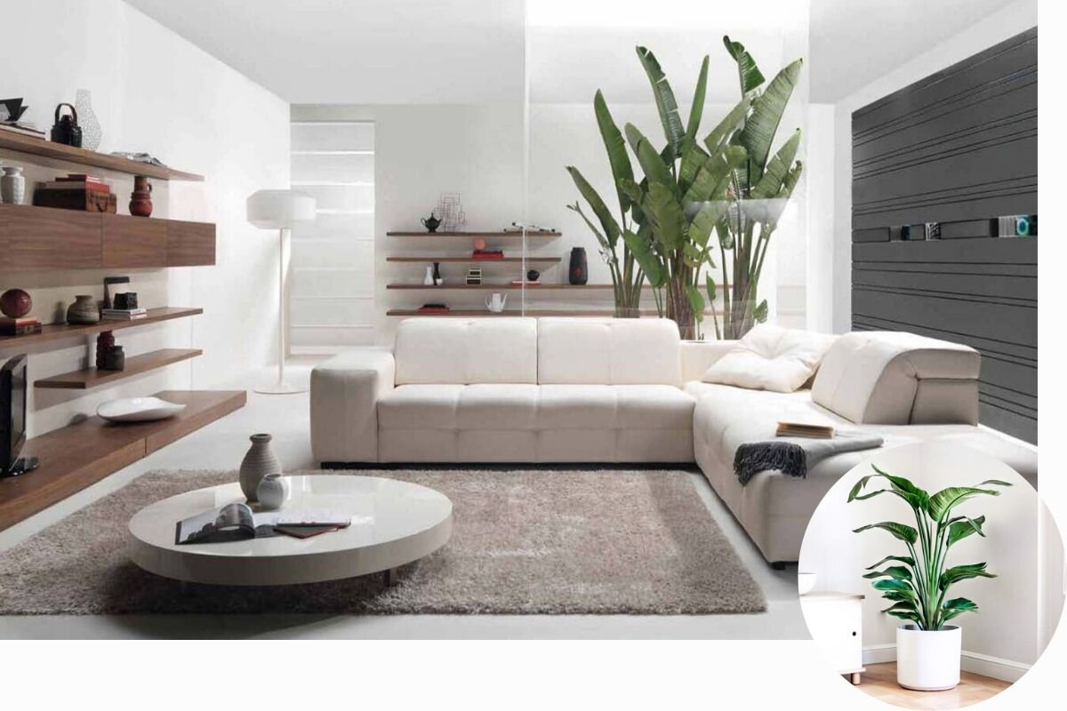 minimalist plant living room