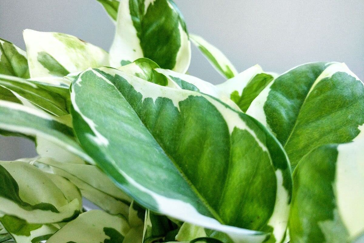 variegated plants: nature's painted beauties — plant care tips and