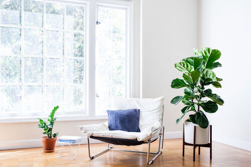 7 Spring Care Tips For Your Fiddle Leaf Fig — Plant Care Tips and More ...