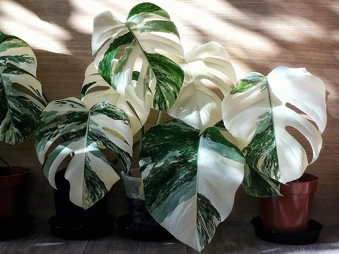 How The Variegated Monstera Became An Instagram Obsession — Plant Care Tips  and More · La Résidence