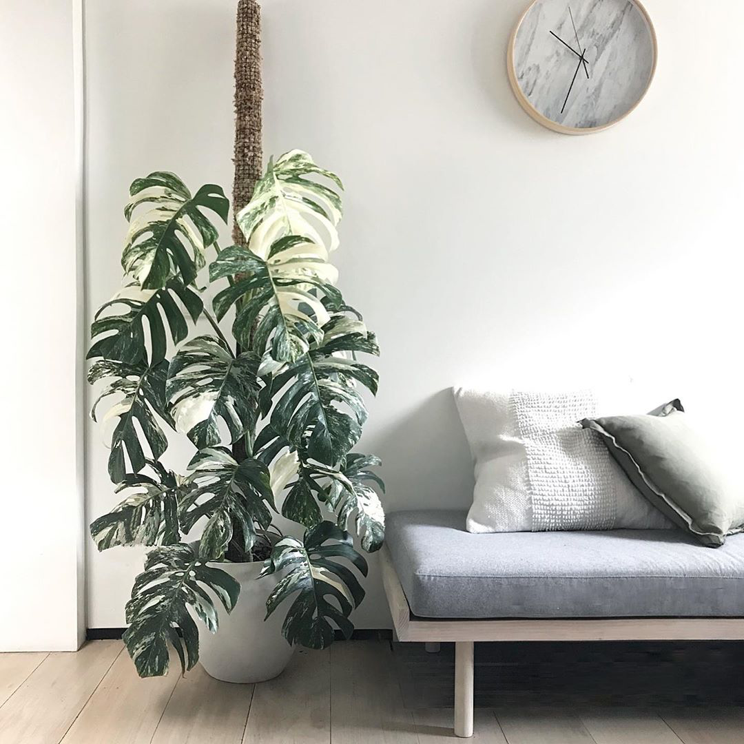 How The Variegated Monstera Became An Instagram Obsession — La