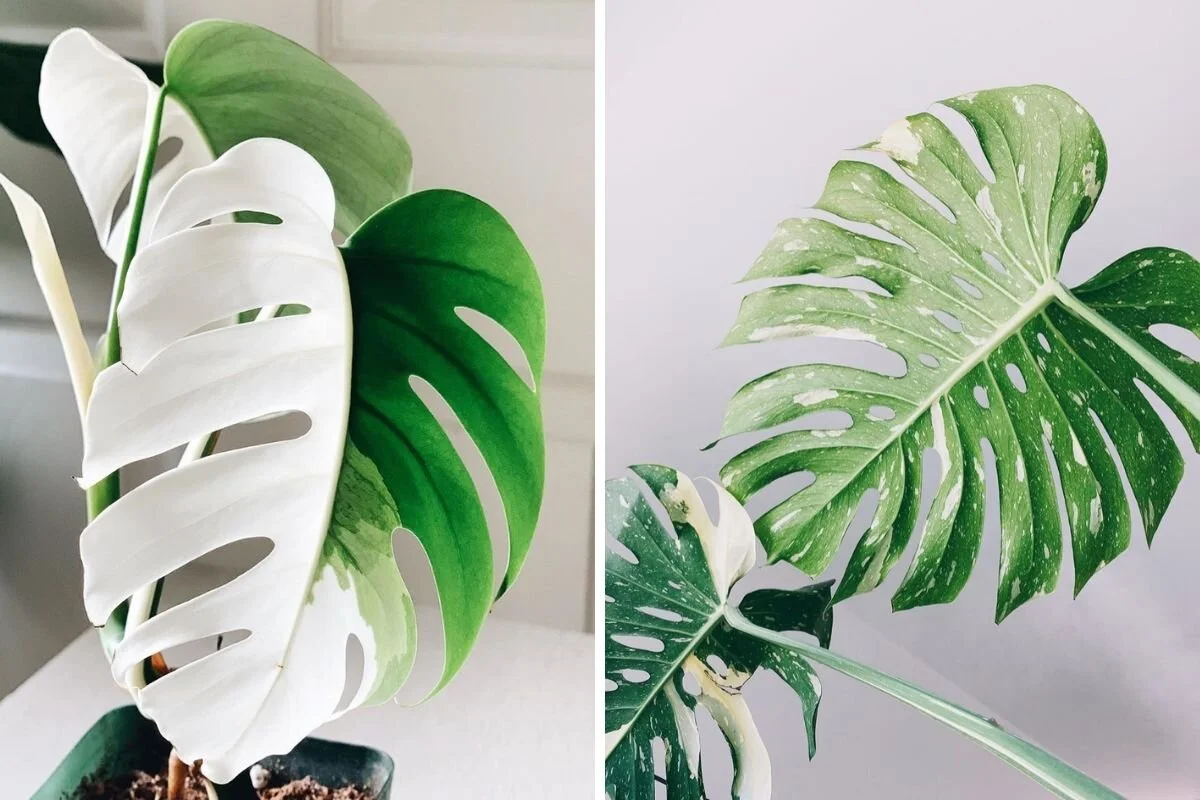 ましたので Monstera Deliciosa Variegated WhiteTears タイ・コン ましたので Monstera Deliciosa Variegated WhiteTears タイ・コン