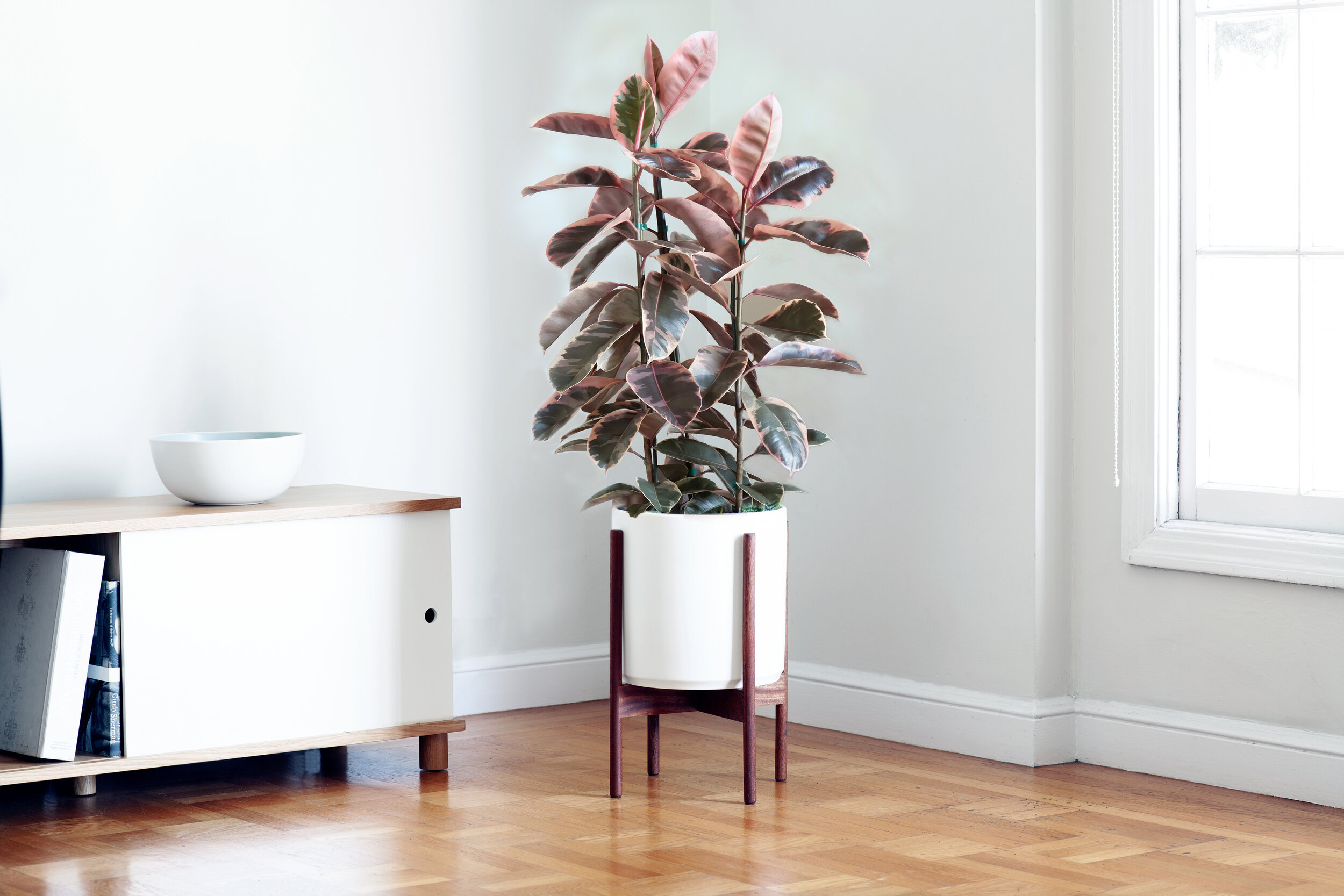 Pink Rubber Tree
