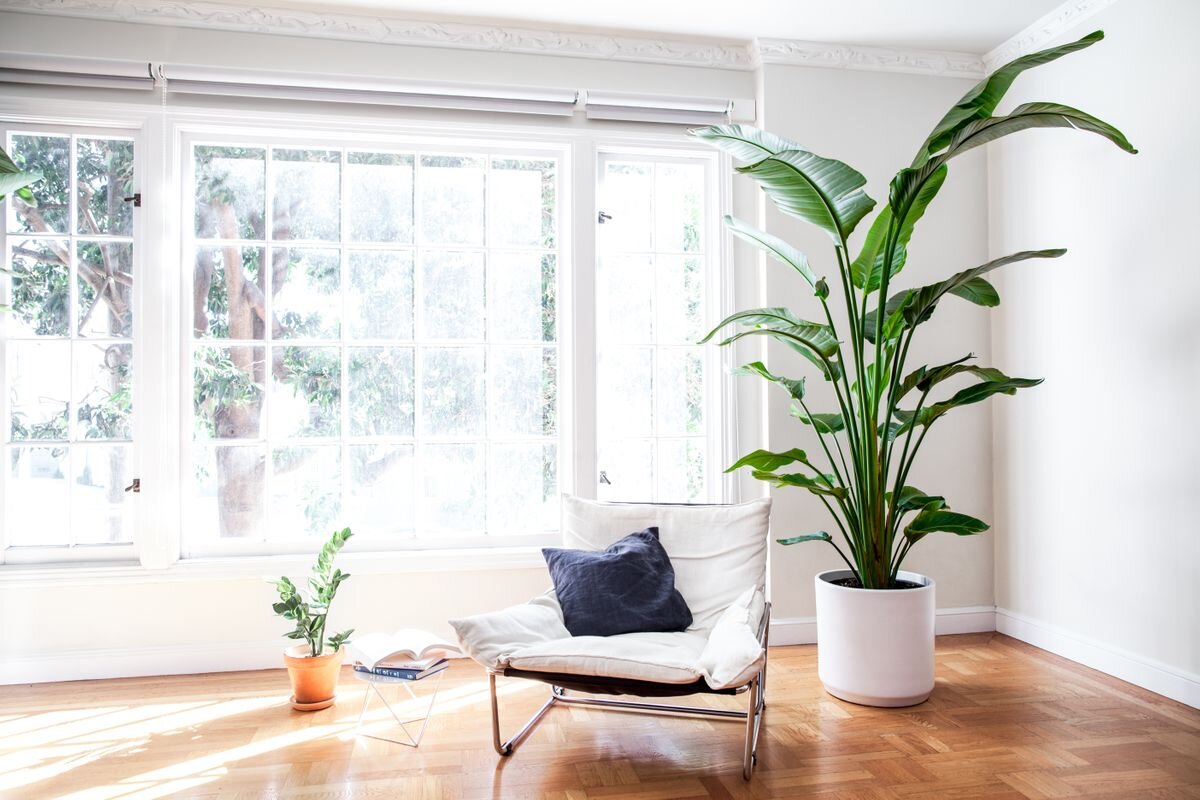 Our All Time Favorite Large Leaf Tropical Plants — Plant Care Tips ...