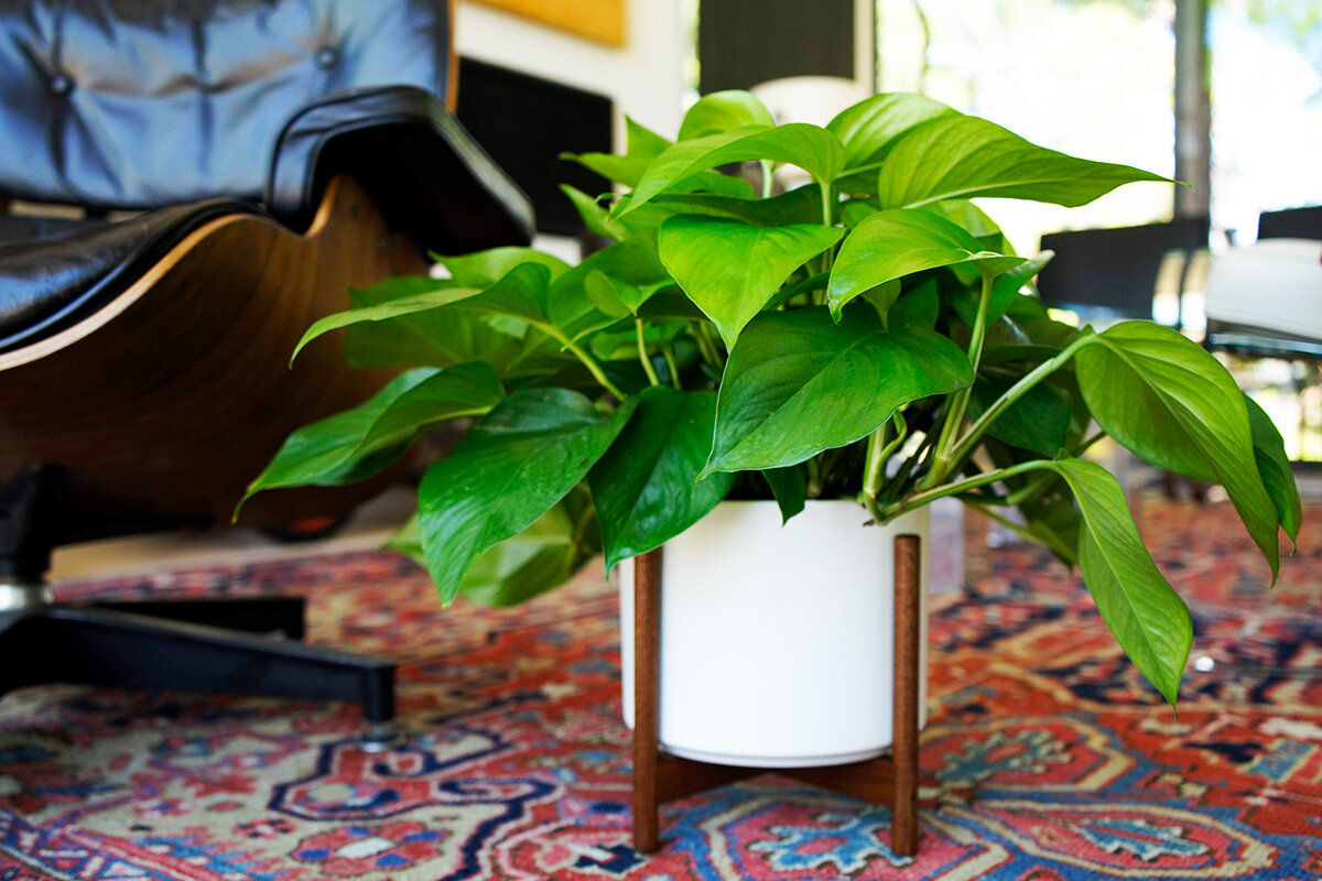 midcenturypothos (1).jpg