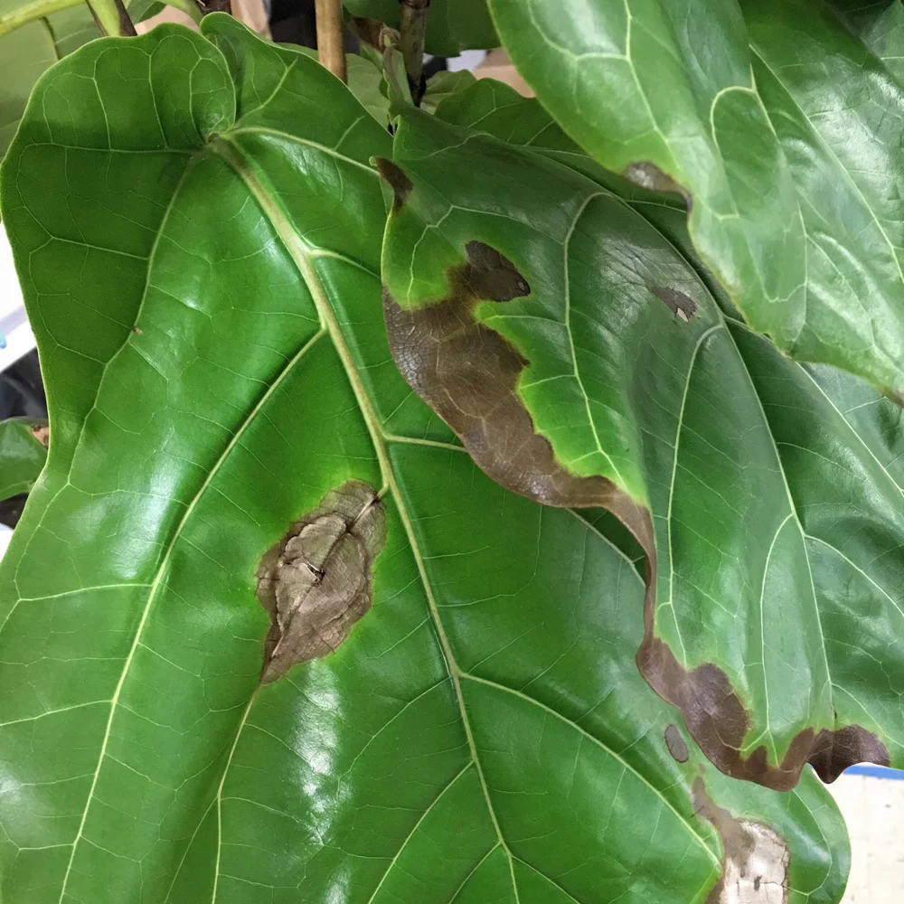 Diagnosing And Treating Root Rot In Fiddle Leaf Figs Plant Care Tips And More La Residence