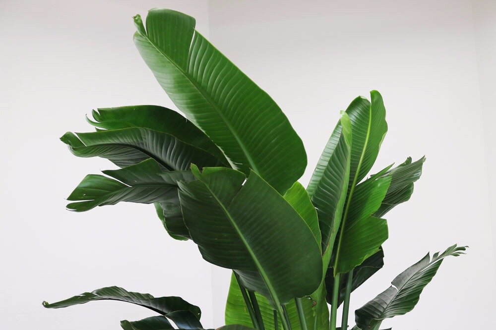 Lush Living Big Leaf House Plants for Vibrant Interiors