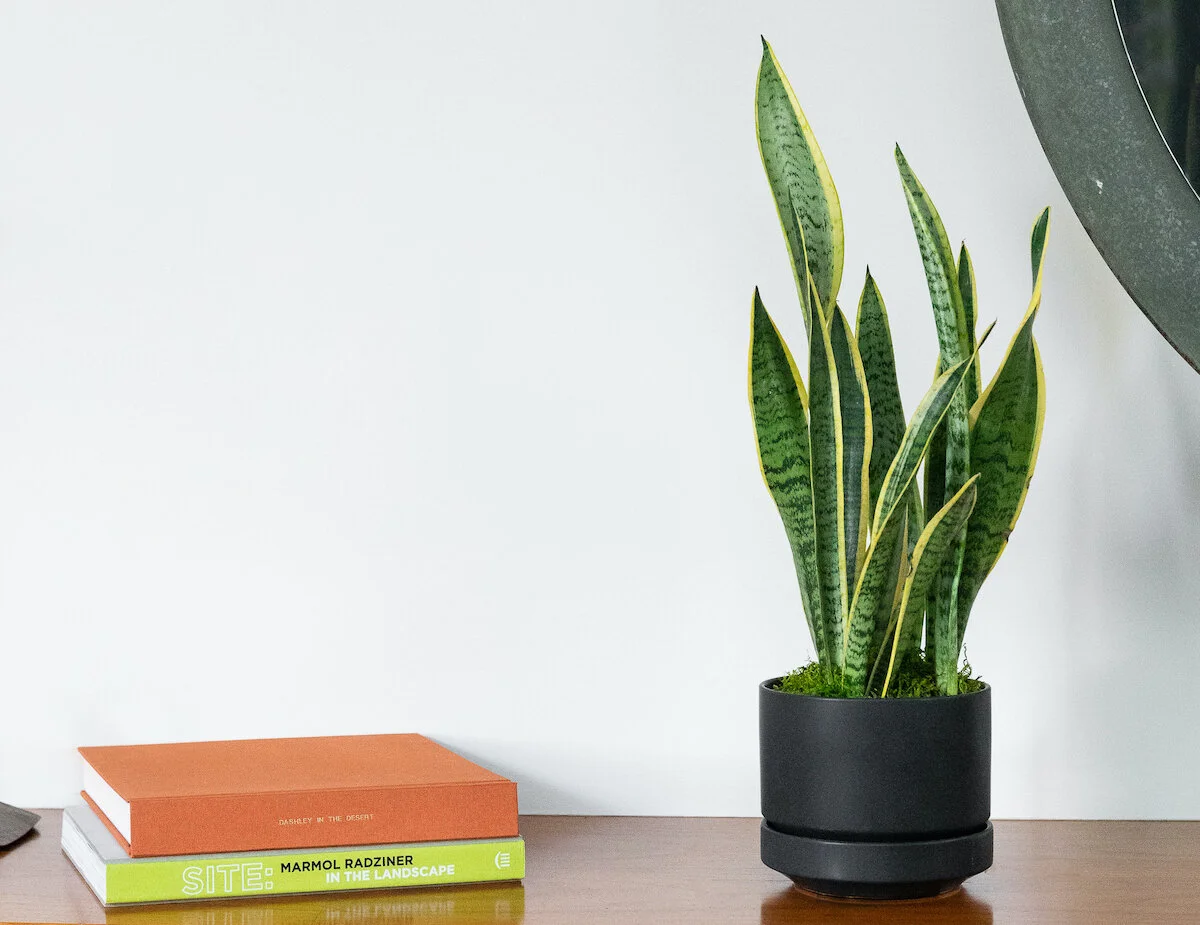 How To Arrange Indoor Plants Like a Pro — Plant Care Tips and More · La