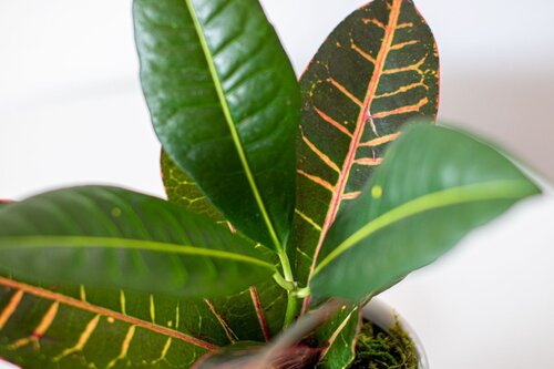 Croton Petra Beautiful Easy Care Indoor Houseplant Codiaeum Variegatum Petra Live Plant in a 4 Inch Pot Croton Petra Beautiful Easy Care Indoor Houseplant Codiaeum Variegatum Petra Live Plant in a 4 Inch Pot