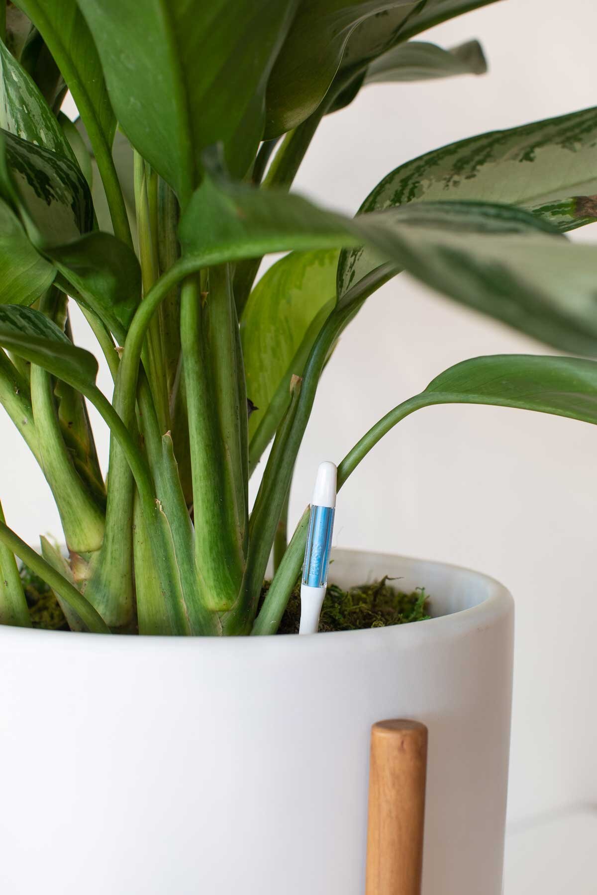 How To Use Your New Moisture Meter — Plant Care Tips and More · La