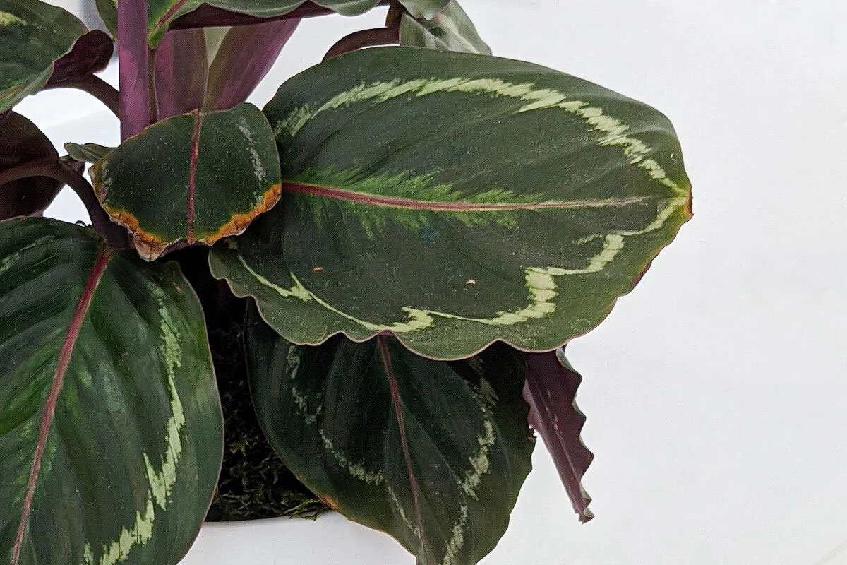 Calatheas And Their Curling Leaves Plant Care Tips And More La calatheas-and-their-curling-leaves-plant-care-tips-and-more-la