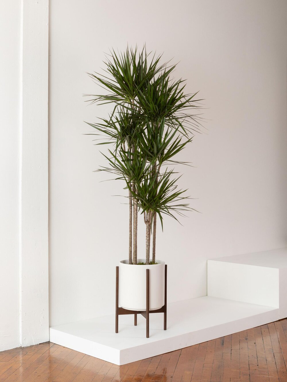 how to care for and grow your dragon tree — plant care tips and