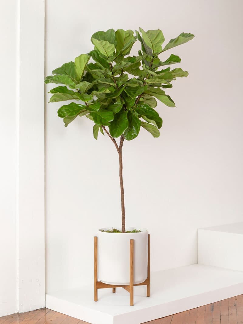 Fiddle Leaf Fig Tree