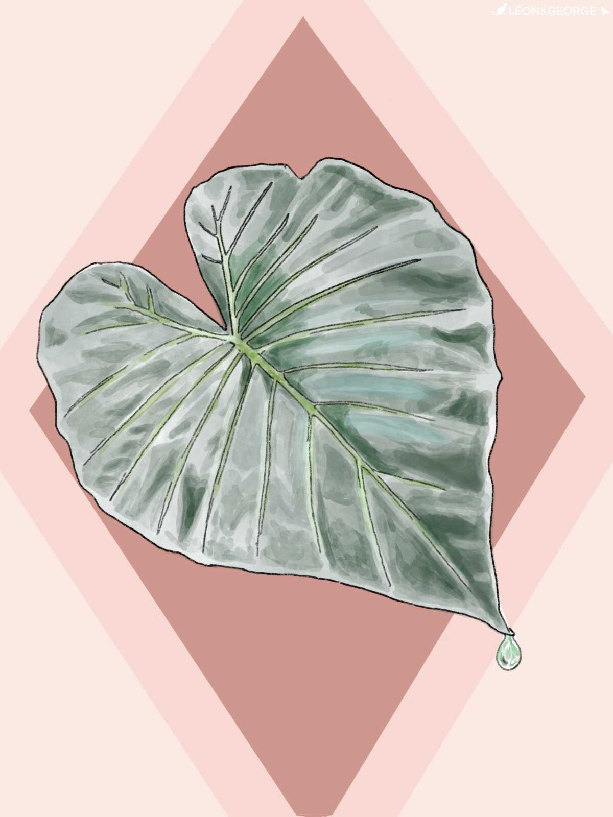 Would it be okay to use plant Velcro my Elephant Ear to stop the dropping?  : r/houseplants