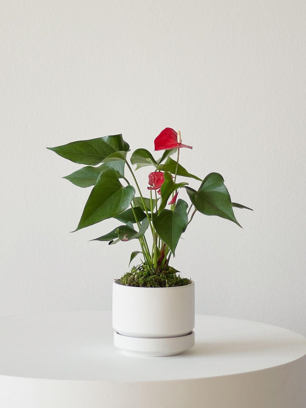 How to Care For and Grow Your Anthurium — Plant Care Tips and More · La  Résidence