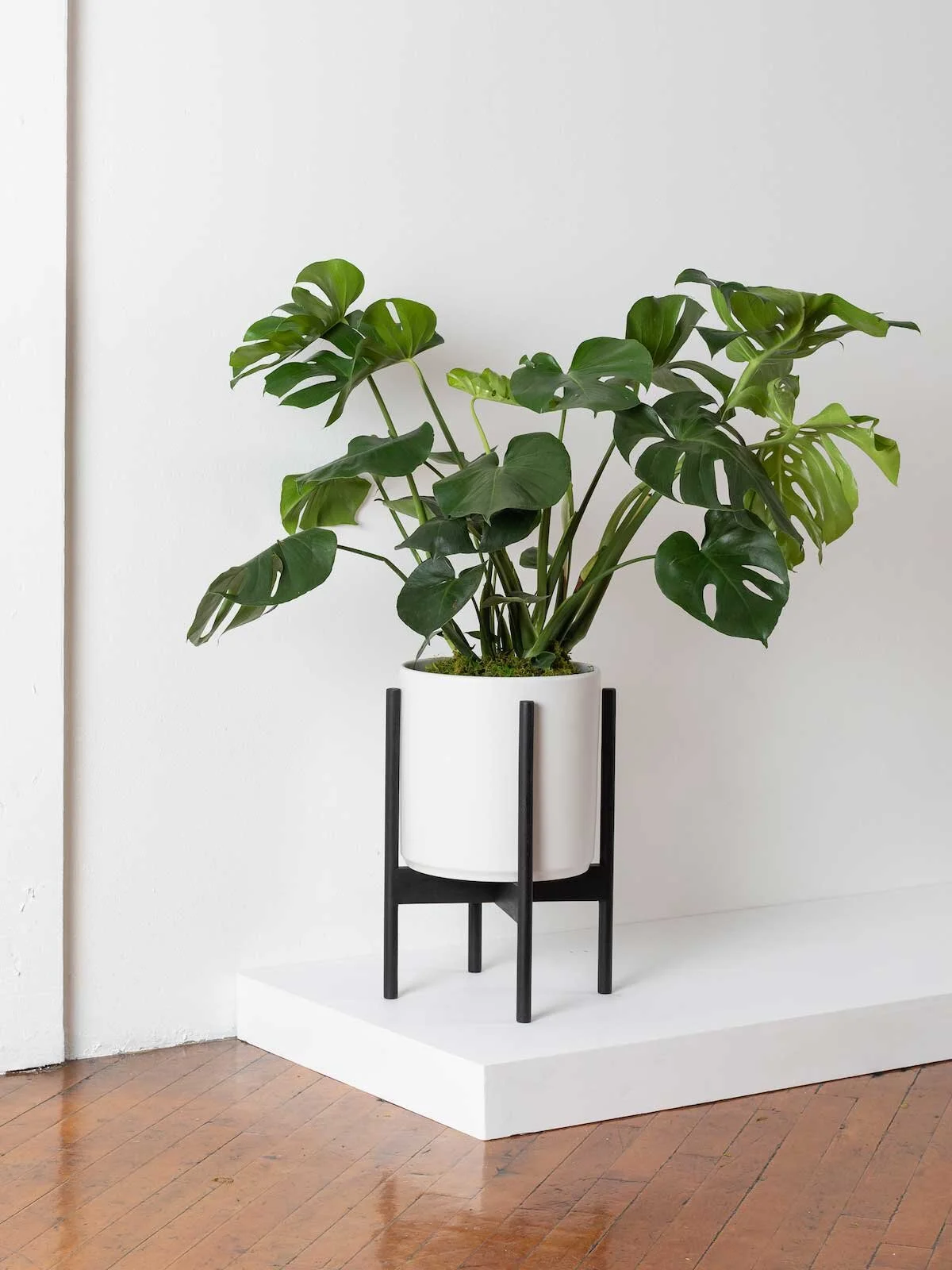 How To Stake Your Monstera Deliciosa — Plant Care Tips and More · La