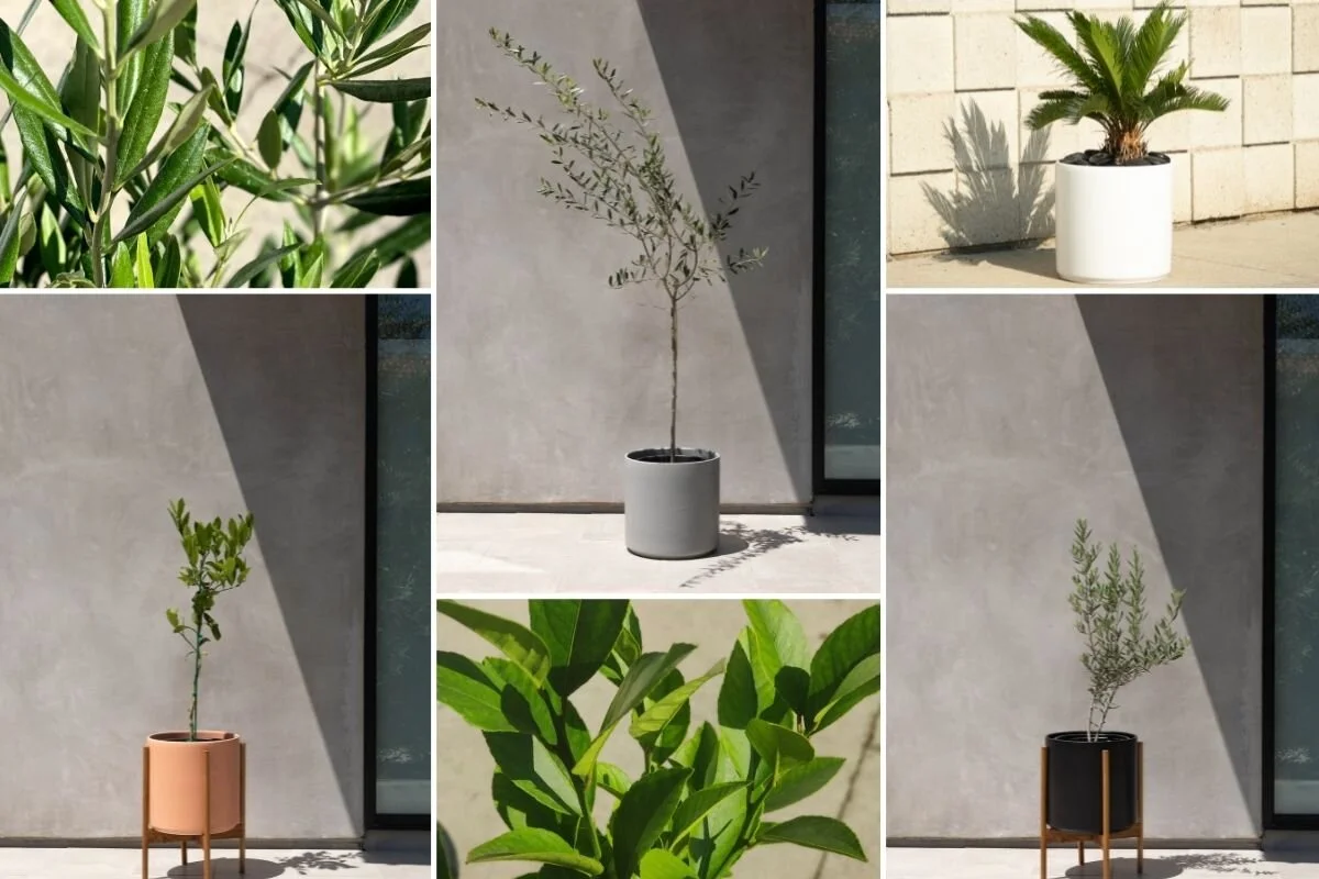 Dear Plant Stylist "What plant should I get for my patio?" — Plant