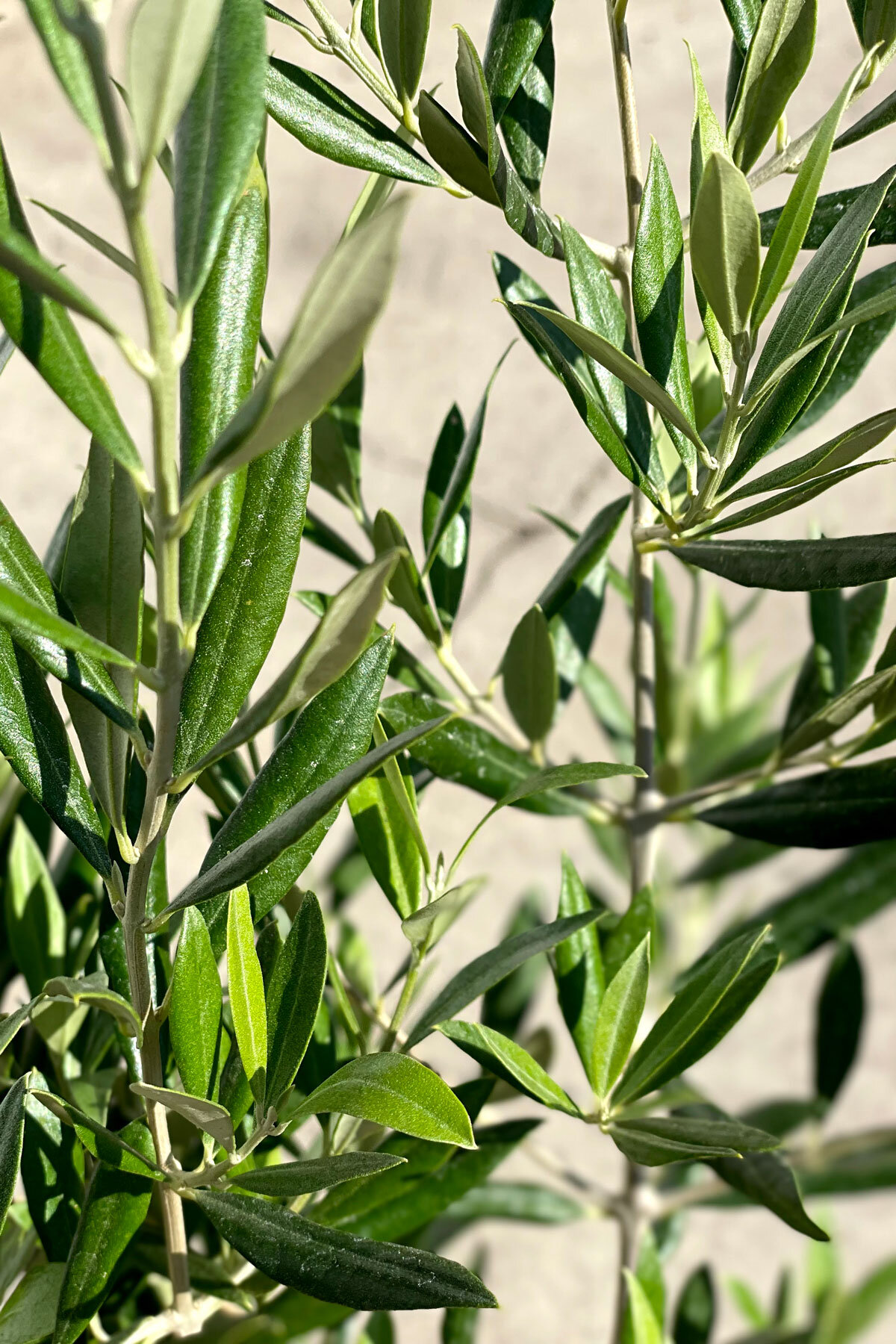 How to Grow & Care for Olive Trees